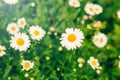 White beautiful pretty daisy flowers and green grass. Home garden plant camomile Royalty Free Stock Photo