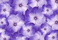 Floral purple hydrangeas. flowers background. Close-up. Flower composition.