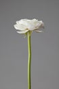 Beautiful white ranunculus on a gray background Royalty Free Stock Photo