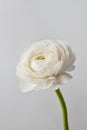 White ranunculus flower on a gray background