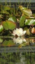 White beautiful sacred lotus and leaves in the pond Royalty Free Stock Photo