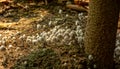 White and beautiful small toadstool mushrooms in the rainforest