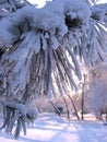 White beautiful snow pine needles coniferous on the branches covers the trees in winter in the Siberian into the park Royalty Free Stock Photo