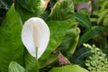 White beautiful spadix flower Royalty Free Stock Photo