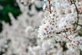 White beautiful spring flowers  on branch. Plum tree Royalty Free Stock Photo