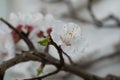 White beautiful spring flowers  on branch. Plum tree Royalty Free Stock Photo