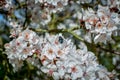 White beautiful spring flowers  on branch. Plum tree Royalty Free Stock Photo