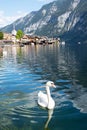 White beautiful swan on a lake in the famous mountain village of Hallstatt in the Austrian Alps on a warm autumn day. Royalty Free Stock Photo