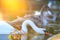 White beautiful swan swimming on lake water in summer Royalty Free Stock Photo