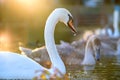 White beautiful swan swimming on lake water in summer Royalty Free Stock Photo