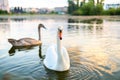 White beautiful swan swimming on lake water in summer Royalty Free Stock Photo