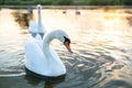 White beautiful swans swimming on lake water in summer Royalty Free Stock Photo