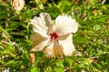 White beautiful tropical single flower of Chinese Hibiscus Hibiscus rosa-sinensis. Seychelles Royalty Free Stock Photo