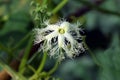 White beautiful vegetable flower in nature