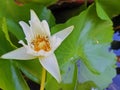 Beautiful white waterlily in the pond makes me calm