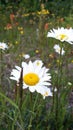 White beautiful wildflowers