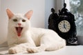 White beautiful young cat sits on the window, yawns Royalty Free Stock Photo