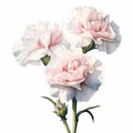 White Beauty Carnation Watercolor Painting For Product Photography