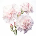 White Beauty Carnation Watercolor Painting For Product Photography