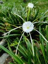 White beauty flower at the garden with blurre background Royalty Free Stock Photo