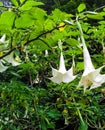 White beauty flowers like an angel frome under