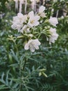 White beauty in a forest of green