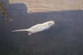 a white beaver swimming in the water