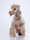 White Bedlington. close-up portrait of a dog. Charming pet