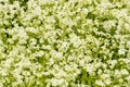 White bedstraw in bloom at Kituwa an ancient Native American settlement