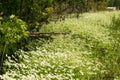 White bedstraw in bloom at Kituwah an ancient Native American settlement