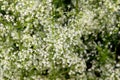 White bedstraw