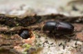 White beech bark beetles, Scolytus carpini on wood Royalty Free Stock Photo