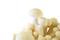 White beech Mushroom