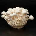 White beech mushrooms Royalty Free Stock Photo