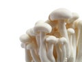 White beech mushrooms background isolated