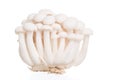 White beech mushrooms or Shimeji mushroom on white background Royalty Free Stock Photo