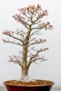Bonsai Tree White Beech Trunk Royalty Free Stock Photo