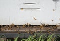 White beehive at the farm for pollination or honey production