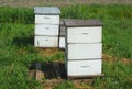 White beehives on grass at the farm for pollination or honey production