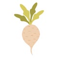 White beet illustration. Sugar beet cartoon vector illustration isolated on white background.