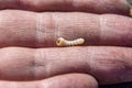 white beetle larva intended for bait when fishing Royalty Free Stock Photo
