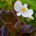 White Begonia Flower with Yellow Center