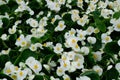 White begonia flowers Royalty Free Stock Photo