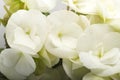 White begonia flowers Royalty Free Stock Photo