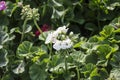 White begonia flowers Royalty Free Stock Photo