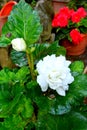 White Begonia and water drops. Nice flowers in the garden in midsummer, in a sunny day. Green landscape