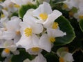 White begonia