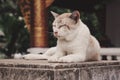 White and beige cat resting on a concrete slab with a blurred background Royalty Free Stock Photo