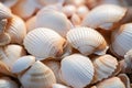 White and beige closeup macro background of seashells laying on beach in sunny day