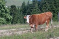 A white and beige cow grazing in a meadow